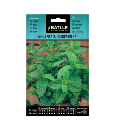 SEMILLAS MENTA SPICATA 10 BOL