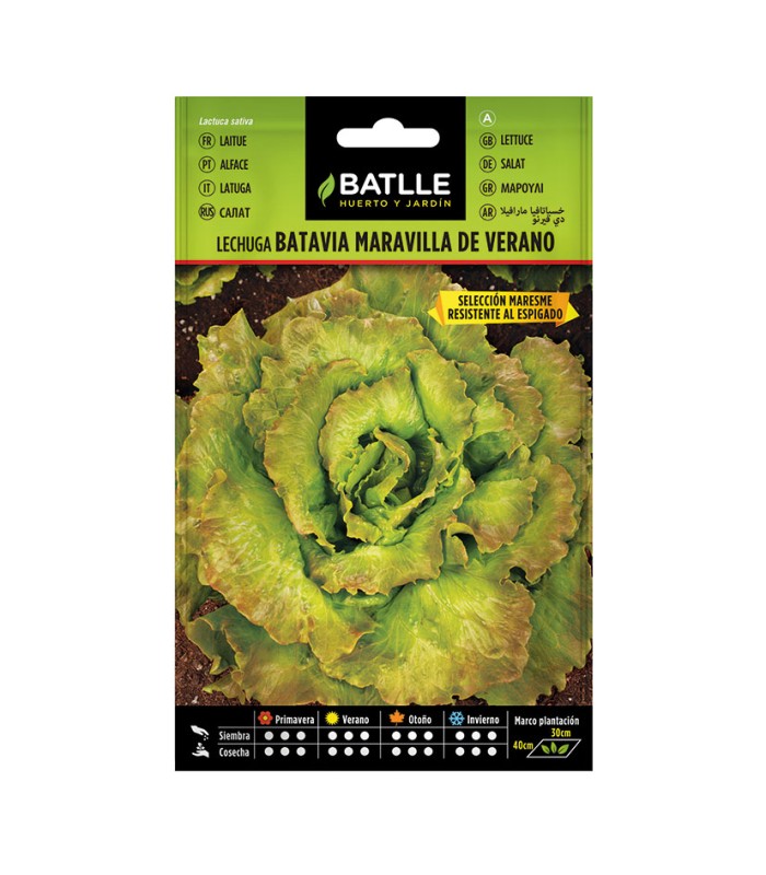 SEMILLAS LECHUGA MARV. VERANO  10 BOL