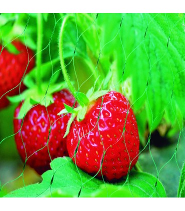 MALLA ANTI-PAJAROS LISTA 2X10M VERDE